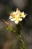 Une jolie petite fleur je trouve (Fitzgerald National Park)